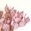 desertlove767